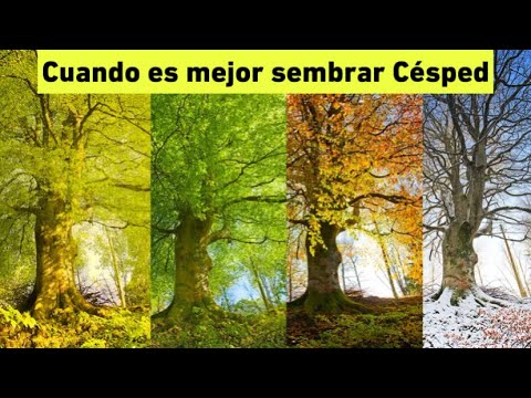 Video: ¿Cuándo resembrar césped en el Reino Unido?