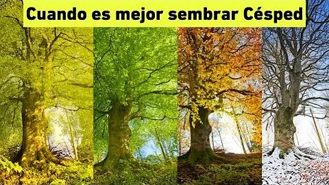 ¿Es demasiado tarde para sembrar el césped en primavera?