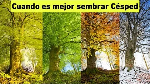 ¿Cuál es el mejor momento para resembrar el césped?