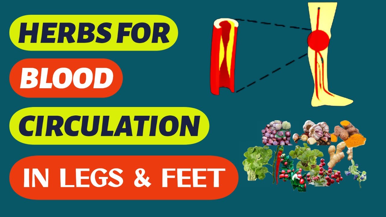 Top 10 Herbs To Supercharge Your Leg Circulation Today YouTube Top 10 Herbs To Supercharge Your Leg Circulation Today YouTube