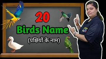 Birds Name with Spelling | 20 Birds Name in English and Hindi | Basic English Learning | Birds Name