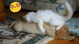 Try Not To Laugh Dogs And Cats   Best Funniest Animals Video 2024  Part 30
