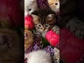 Kitten Dance ♥️ Cute Cats #Meowvs #catdance #aicat
