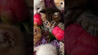 Kitten Dance ♥️ Cute Cats #Meowvs #catdance #aicat