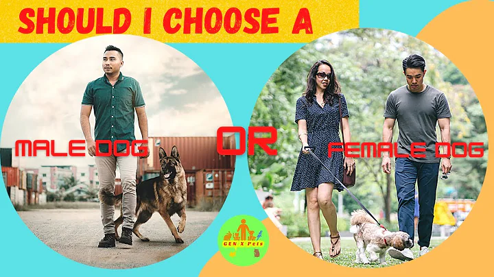 What are the pros and cons of male and female dogs? (2023)