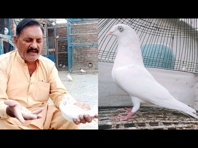 white eyes kabootar | chatri wale kabootar | by Faisalabad pigeon