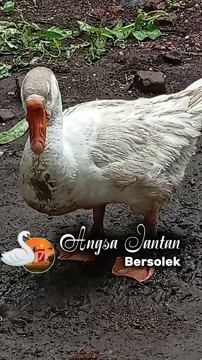 Angsa jantan bersolek, kebiasaan unik yang membuatnya semakin gagah! | Just Channel 7 #angsa #unggas