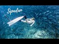 Sipadan Freediving & Scuba | Incredible Dive Site In Malaysia