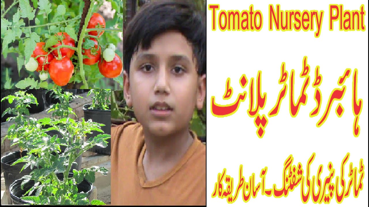 Tomato Nursery Plant/ Tips to tomato plant shifting/ Hybrid plant