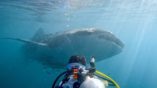 Diving in Triton Bay | The Secret Underwater Paradise | West Papua Indonesia 2022 | 4KVideo