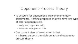 Sensation and Perception Part 2