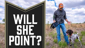 German Shorthair Pointer Puppy - First Time Pointing Birds!