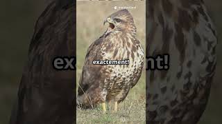 Découvrez la majestueuse Buse variable!