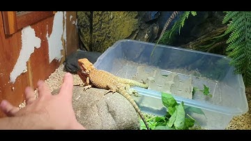 Setup Chuồng Cho Rồng Úc - Phân Biệt Đực Cái Rồng Úc