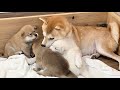 【柴犬 子犬】眠れない夜に子犬の癒しを