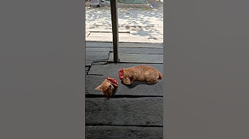 edit foto kucing kepala putus #kucing #shorts  #editfoto #editing