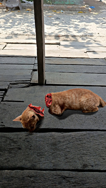 edit foto kucing kepala putus #kucing #shorts  #editfoto #editing