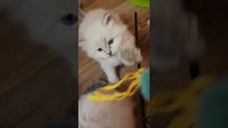 Cute Kittens having FUN! ❤❤ #toocute #kittens #adorable