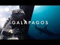 The Wildlife Paradise - Galapagos - Morten's South America Vlog Ep. 17