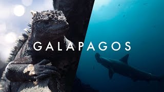 The Wildlife Paradise - Galapagos - Morten&#39;s South America Vlog Ep. 17