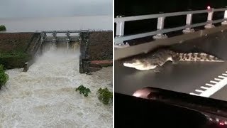 Crocodiles roam the streets after 'once in a century' floods in Australia