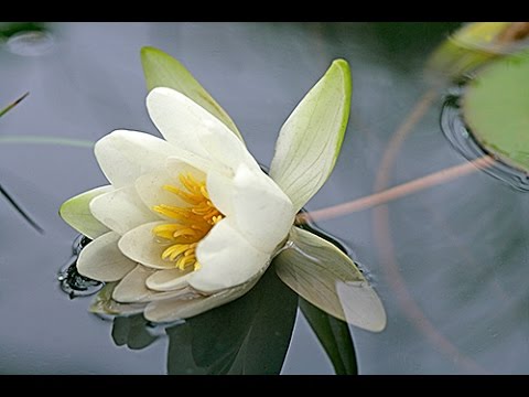 Vídeo: Plantes de nenúfar - Com fer créixer un nenúfar