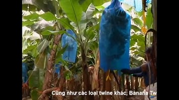 Banana Twine | Asia Dragon