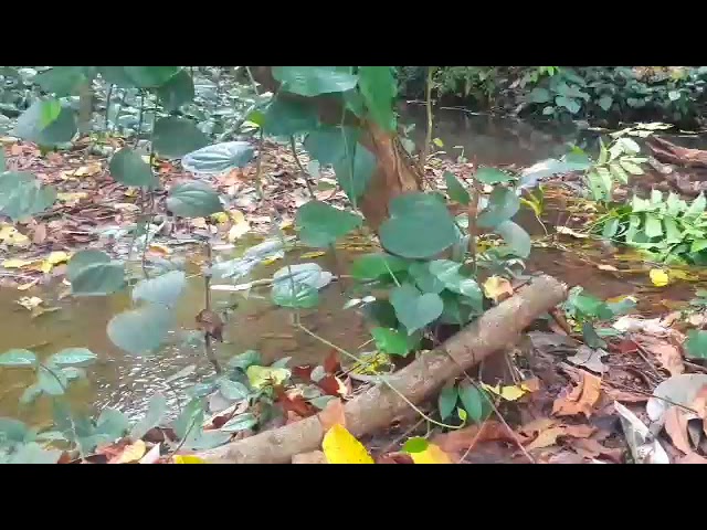 suara air mengalir di hutan untuk terapi ketenangan dan pikiran,suasana alami asri dari dalam hutan class=