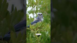 FINDING THE FLORIDA SCRUB JAY | EVERYDAY WILD