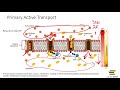 Active transport primary  secondary