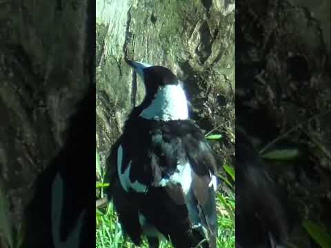 Australian Magpie walking singing and foraging during Summer #shorts