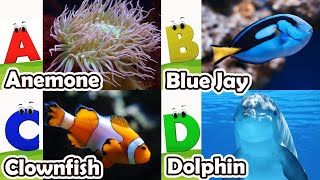 ABC Sea Animals song | Learn Alphabets | English and Animals for Kids | Alphabets Kids Song #abcd