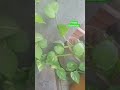 3 secret tips for  bushy money plant without extra fertilizermoneyplantcare plants