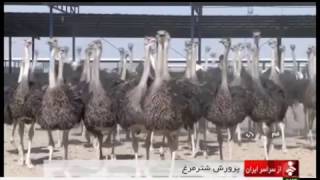 Iran Ostrich farming &amp; Egg handling, Qom province پرورش شترمرغ و تخم شترمرغ قم ايران