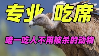 Why Vultures Matter