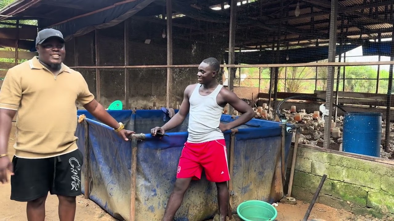 Ferme mbomono Après un succès avec les poulets de chair  on triple la production cette année 