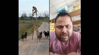 ​The Ultimate Escape! 🐒 Smart Monkey vs Dog Pack 😱 #youtubeshorts #funny #youtubecreator
