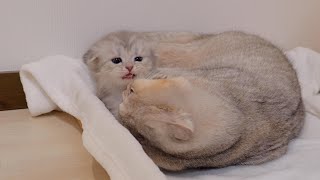 This kitten is so cute as it desperately tries to run away from its older brother.