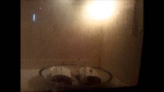 Microwave Me: Pilot Episode - Hot Pockets