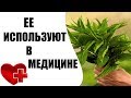 6 МОЩНЫХ ПРЕИМУЩЕСТВ КРАПИВЫ