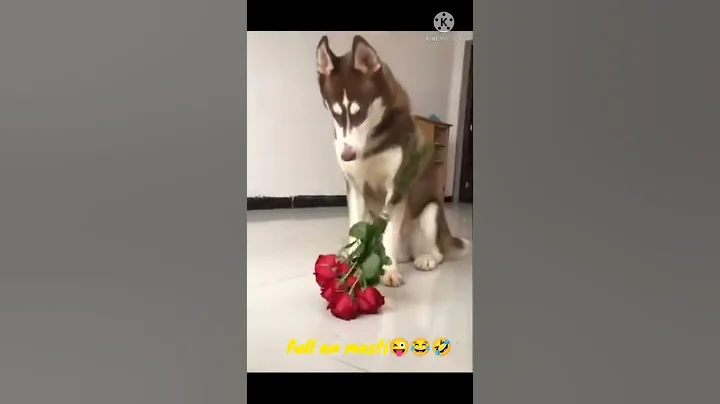 Video 11817771: catlover pets cats animal, cats pets catlover funny, cat dog animals pets, laugh funniest cats dogs, cats dogs best funniest