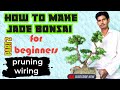How to make jade bonsai tree for beginners part 2       2 jadebonsai