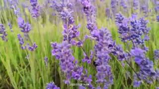 lavender field bee