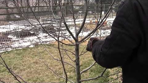 How to Dormant Prune Apple & Pear Trees Video