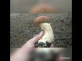 04-06-2021 белый гриб.