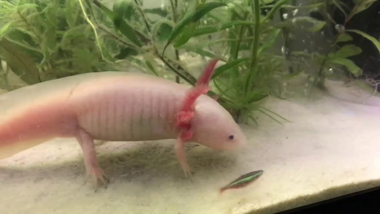 Neon Tetra Fish Vs. Axolotl The Mexican Salamander