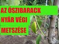 Az őszibarack nyár végi metszése