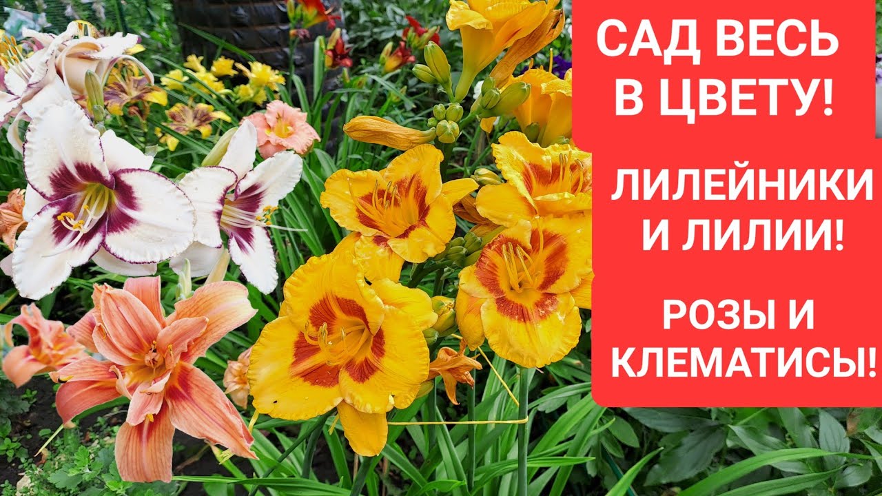 САД ВЕСЬ В ЦВЕТУ! ЛИЛЕЙНИКИ И ЛИЛИИ! РОЗЫ И КЛЕМАТИСЫ! - YouTube