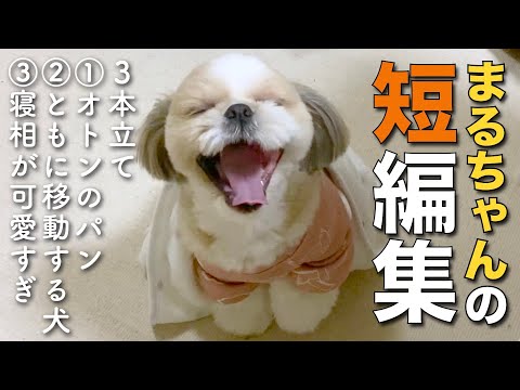 【シーズー】可愛すぎてボツにできなかった…まるちゃんの短編集② -3本立て-【118】