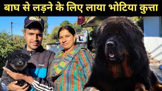 बाघ से लड़ने के लिये लाया भोटिया कुत्ता || bhotiya dog